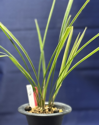 寒蘭-025　ラベル落ち　美しい紺覆輪　苗　交配種 寒蘭-025 ラベル落ち 美しい紺覆輪 苗 交配種